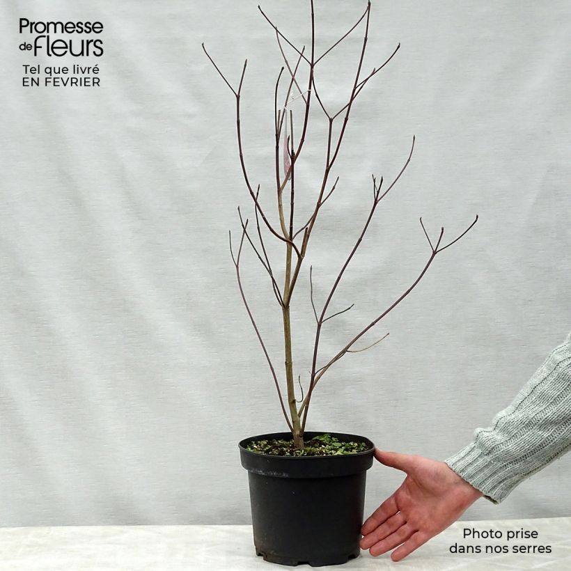 Cornus florida Rubra Maceta 4L/5L Ejemplar entregado en invierno
