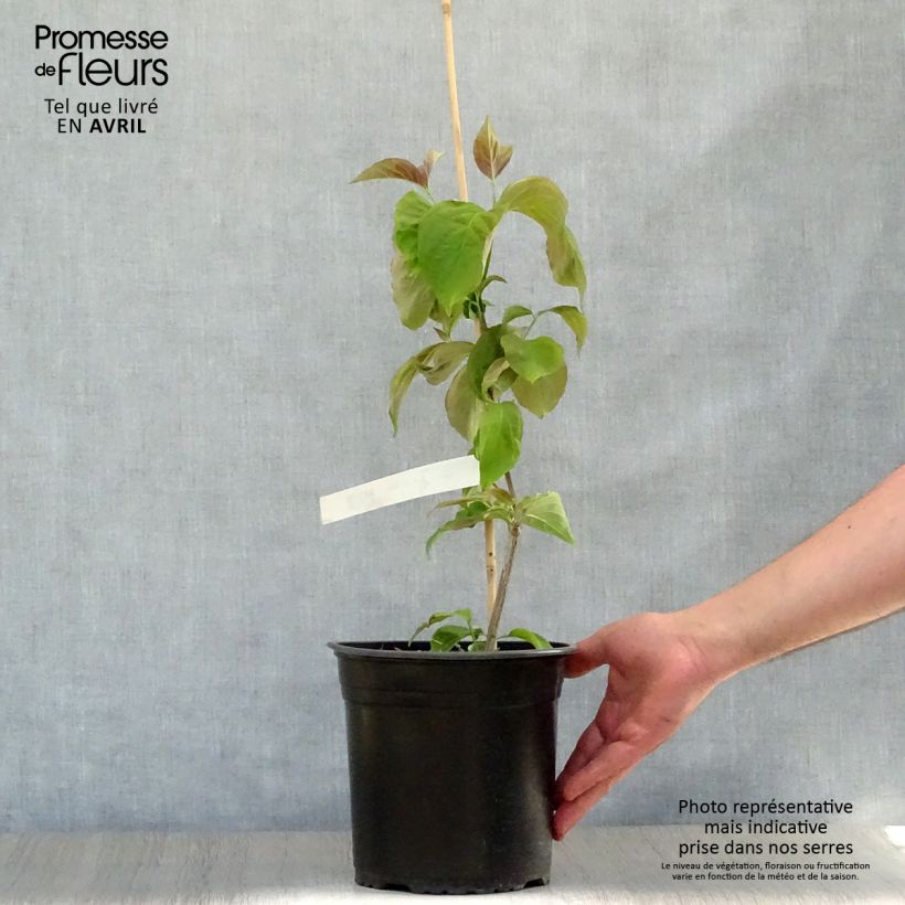 Cornus florida Rubra Maceta 4L/5L Ejemplar entregado en la primavera