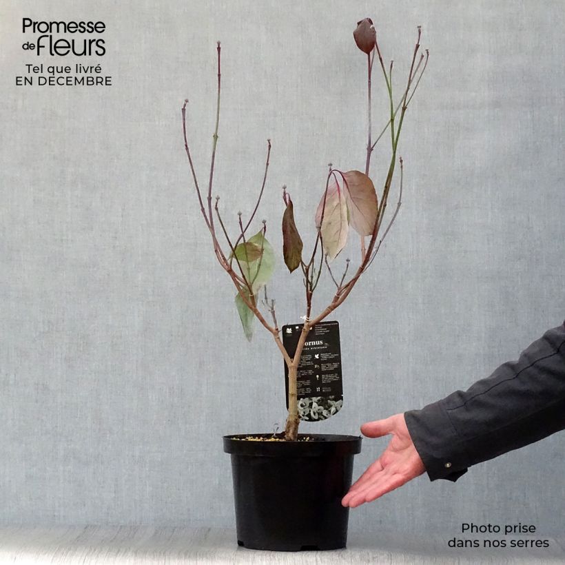Cornus florida subsp. urbiniana - Cornejo florido Maceta 2L/3L Ejemplar entregado en invierno