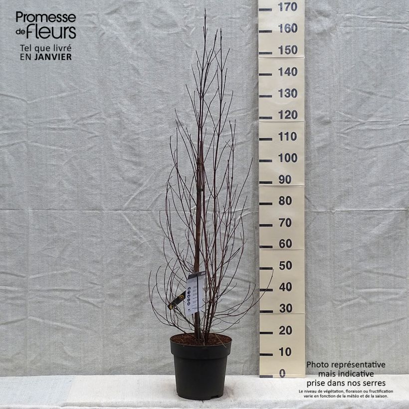 Cornus florida - Cornejo florido Maceta 7,5L/10L Ejemplar entregado en invierno