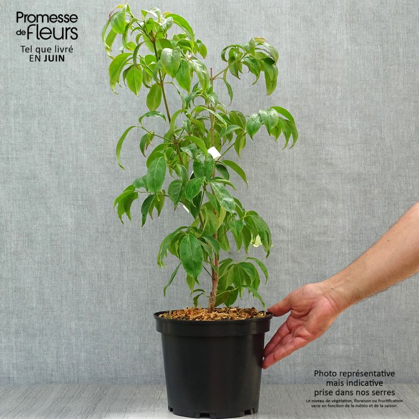 Ejemplar de Cornus hongkongensis Maceta 2L/3L entregado en verano
