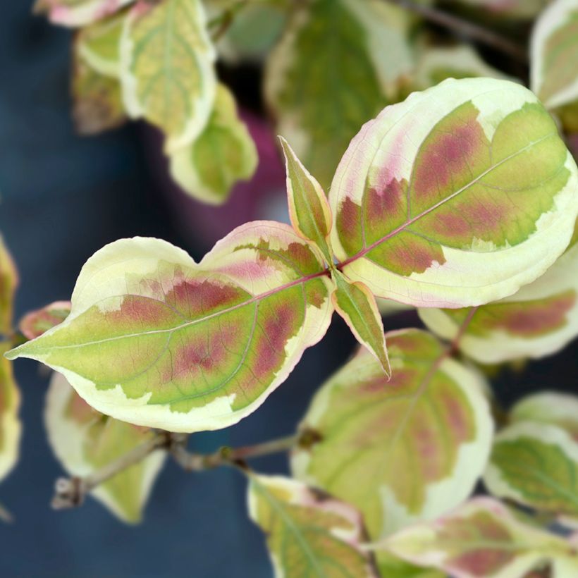 Cornus kousa Akatsuki - Cornejo japonés (Follaje)