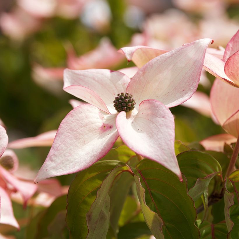 Cornus kousa Beni-fuji (Floración)