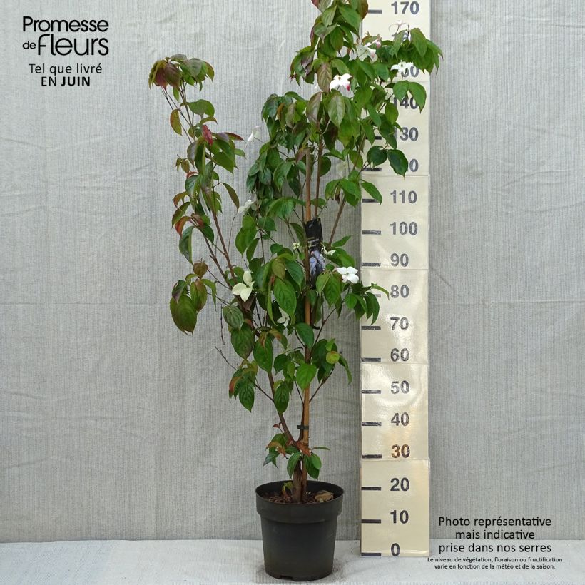 Cornus kousa Blooming White Tetra Maceta 4L/5L Ejemplar entregado en la primavera