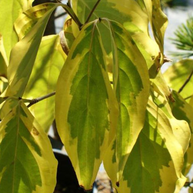 Cornus kousa Bonfire (Follaje)