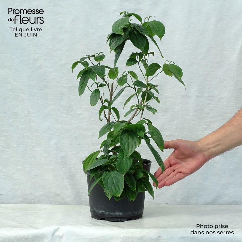 Ejemplar de Cornus kousa Cappuccino Maceta 6L/7L entregado en verano