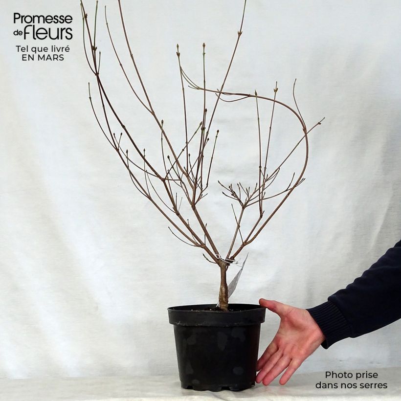 Cornus kousa Cappuccino Maceta 6L/7L Ejemplar entregado en la primavera