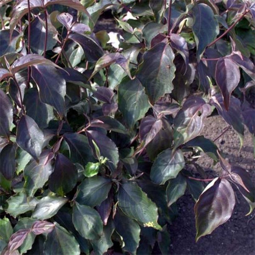 Cornus kousa Cappuccino (Follaje)