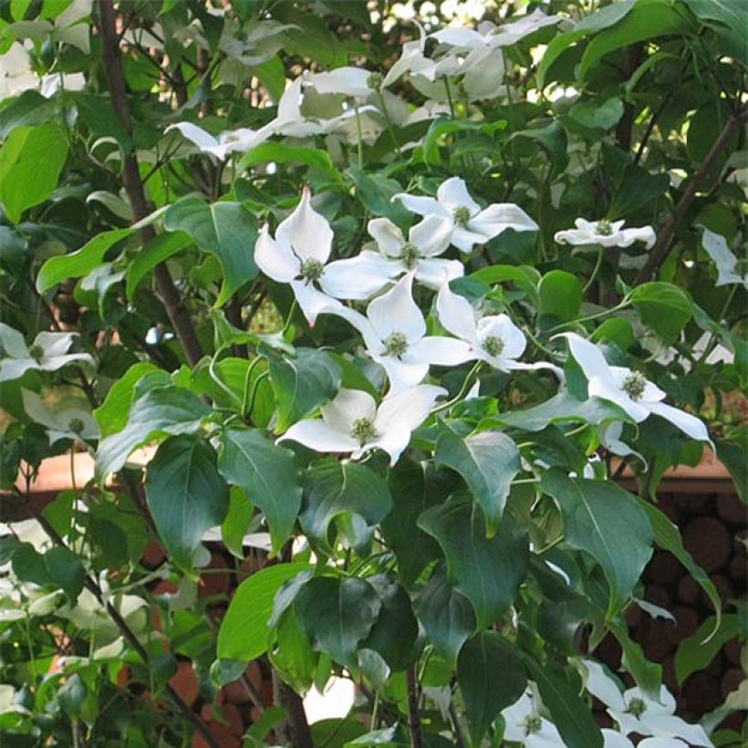 Cornus kousa Cappuccino (Floración)