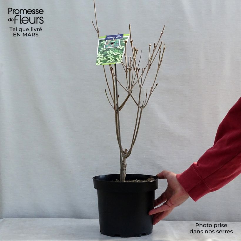 Cornus kousa China Girl Maceta 4L/5L Ejemplar entregado en invierno