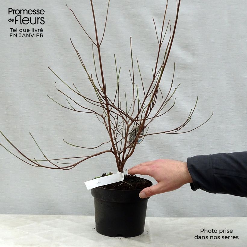 Cornus kousa Chinensis Maceta 3L/4L Ejemplar entregado en invierno