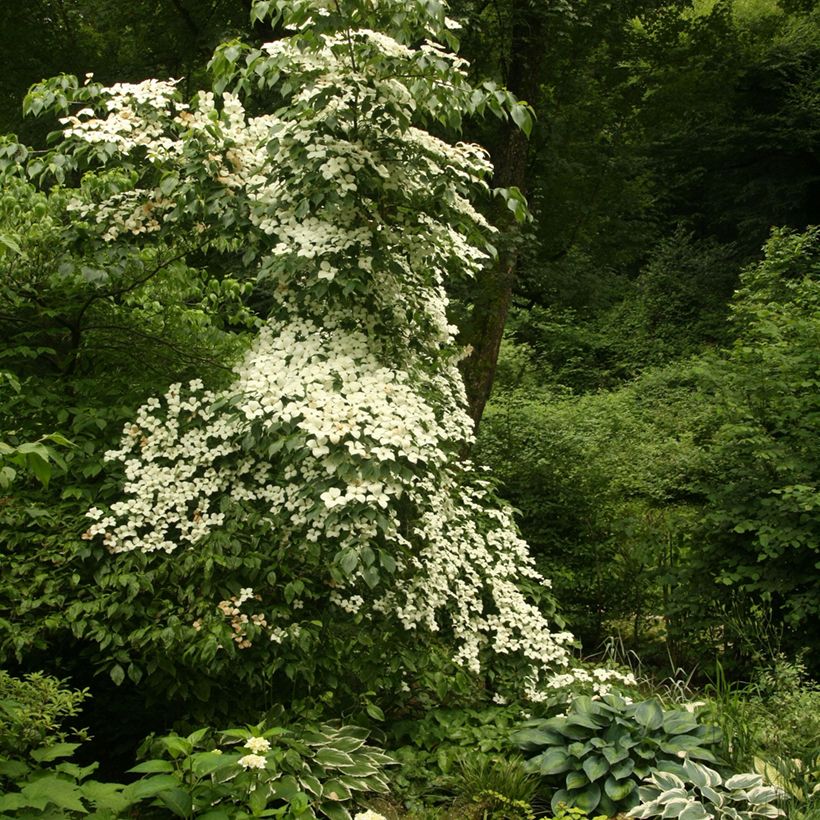 Cornus kousa Chinensis (Porte)
