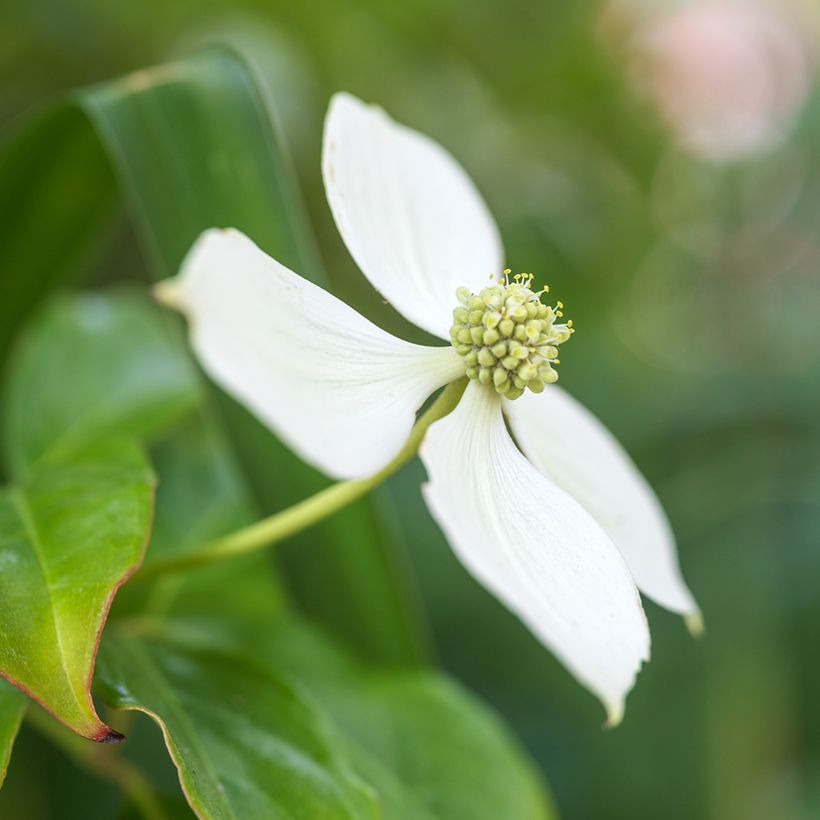 Cornus kousa - Cornejo japonés (Floración)