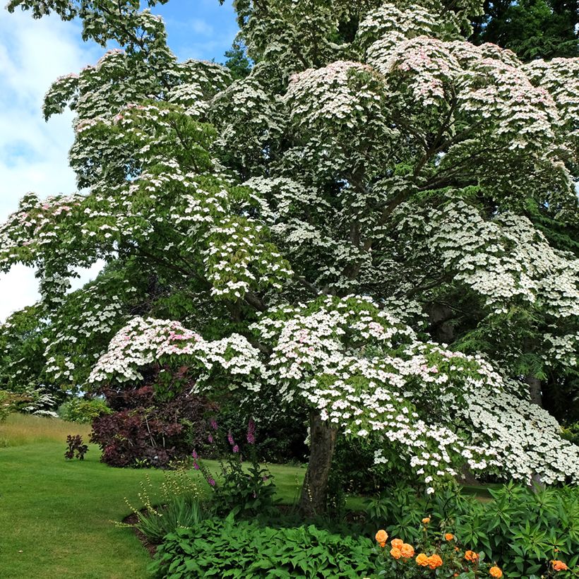 Cornus kousa - Cornejo japonés (Porte)