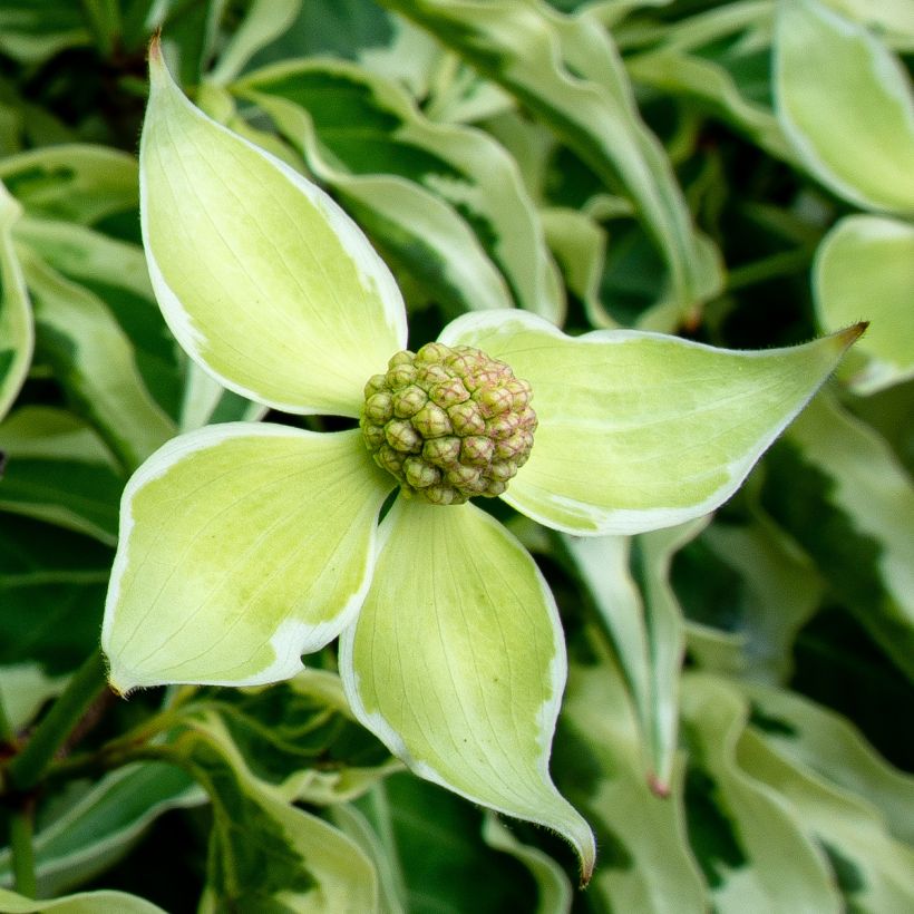 Cornus kousa Laura (Floración)