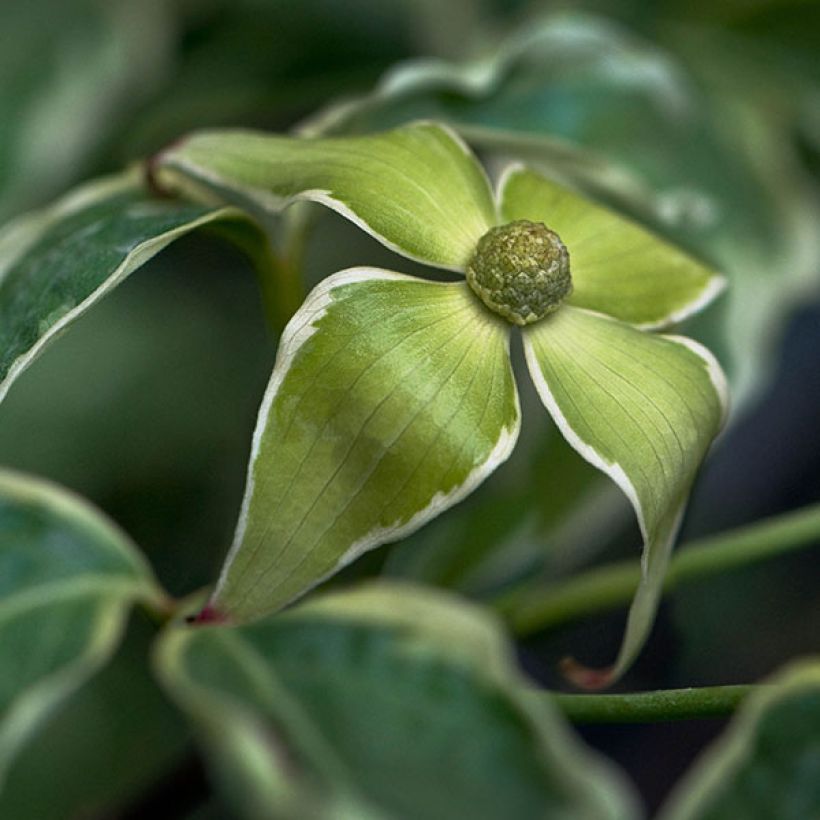 Cornus kousa Samaritan (Floración)