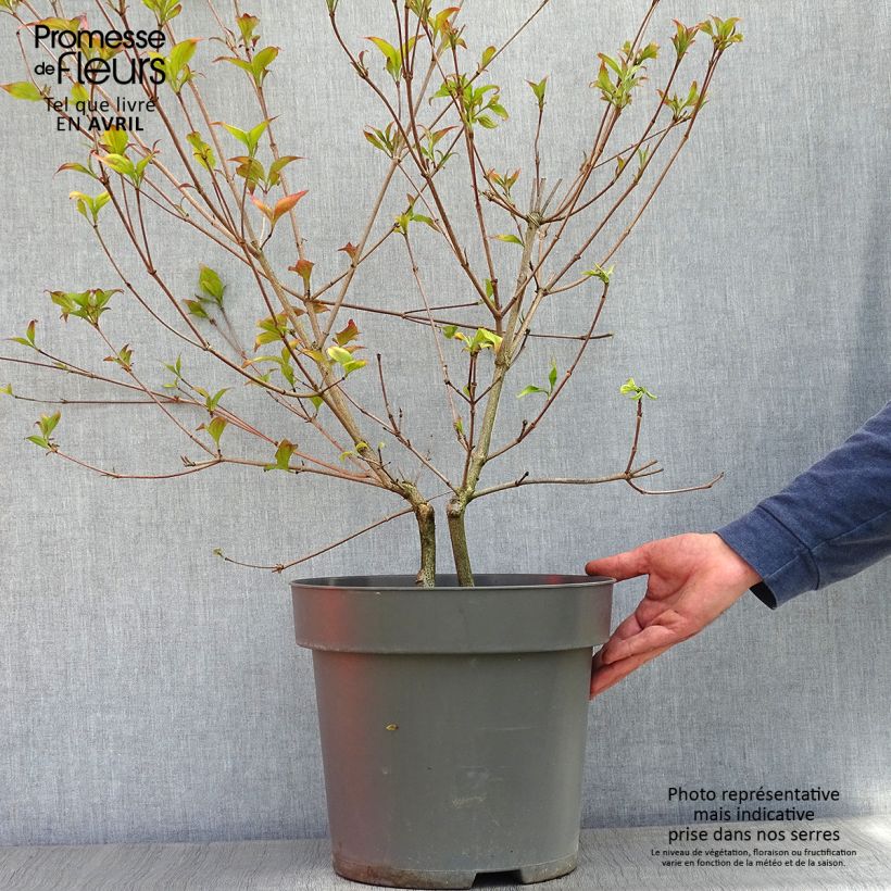 Cornus kousa Satomi Maceta 6L/7L Ejemplar entregado en la primavera