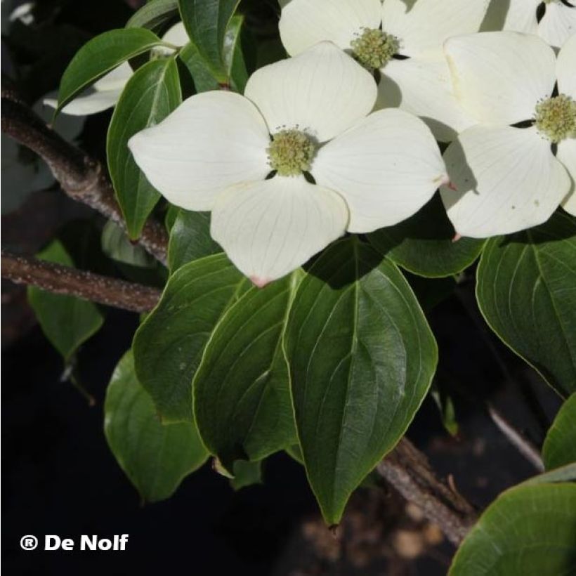 Cornus kousa Schmetterling (Follaje)