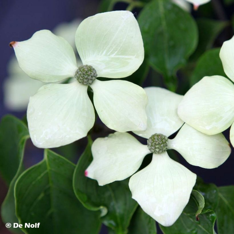 Cornus kousa Schmetterling (Floración)