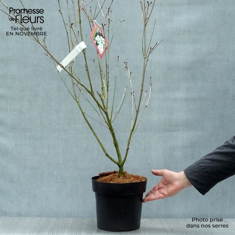 Ejemplar de Cornus kousa Teutonia Maceta 4L/5L entregado en otoño
