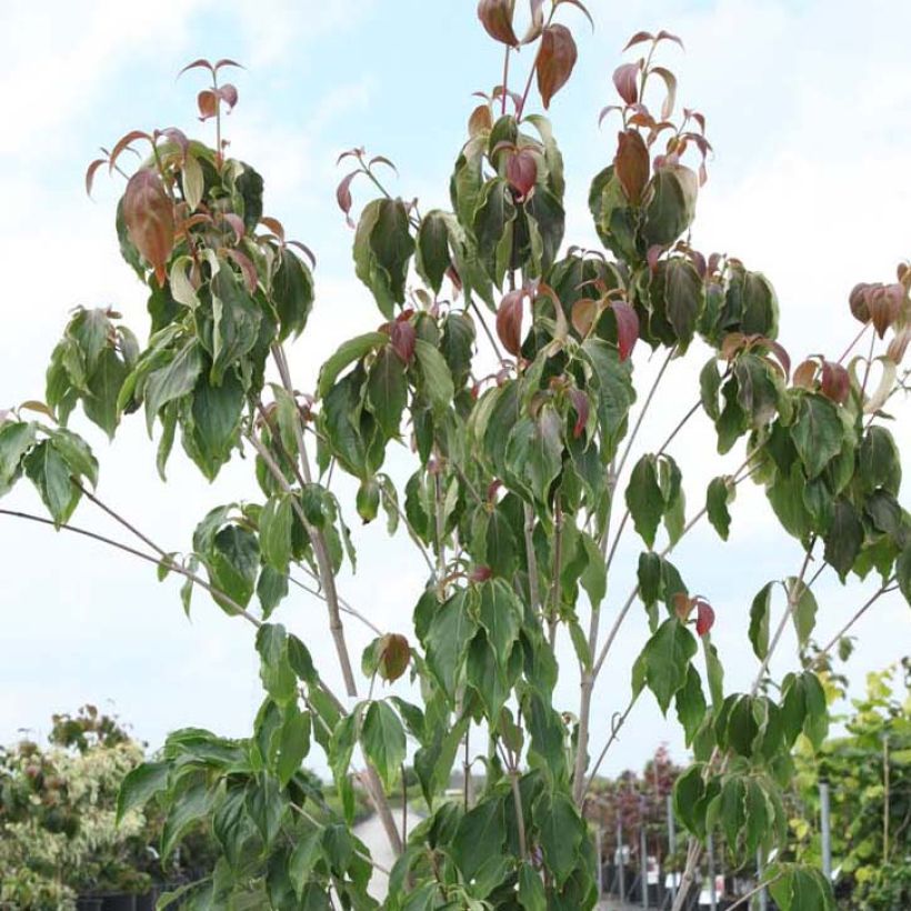 Cornus kousa Teutonia (Follaje)