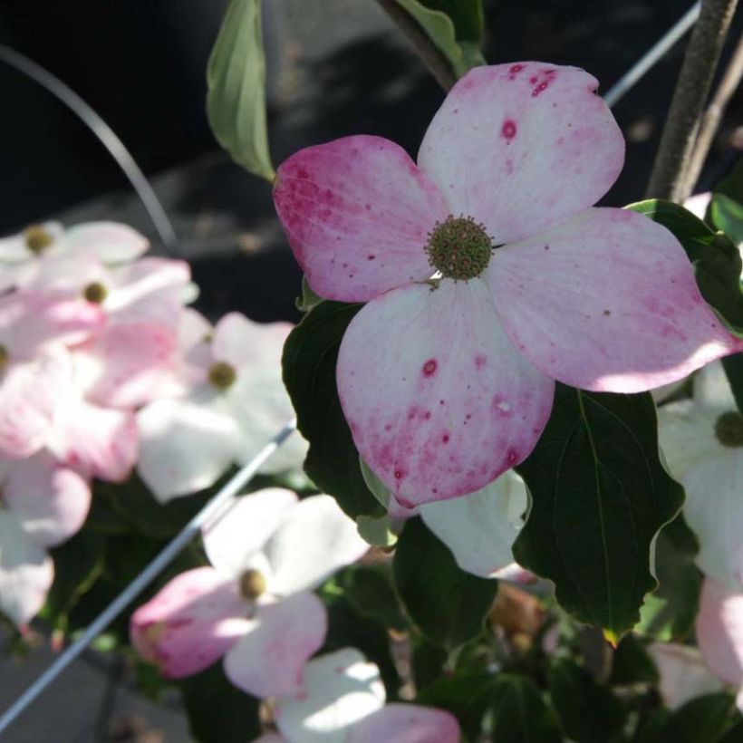 Cornus kousa Teutonia (Floración)