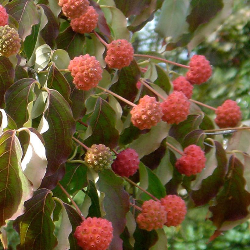 Cornus kousa Teutonia (Cosecha)