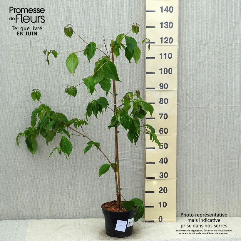 Ejemplar de Cornus kousa Teutonia Maceta 4L/5L entregado en verano
