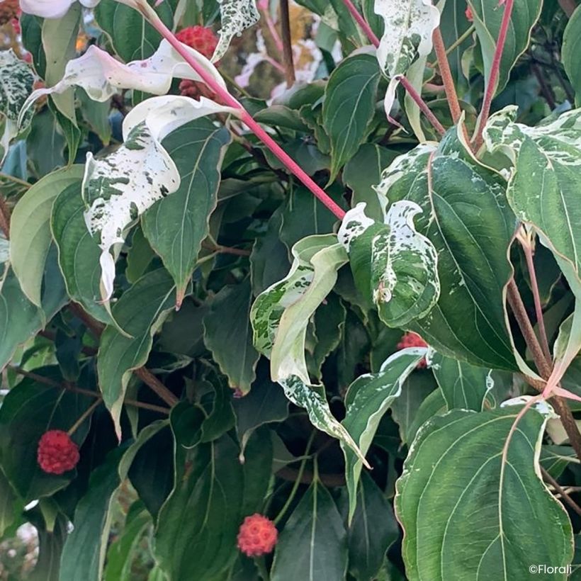 Cornus kousa Watermelon Sugar - Cornejo japonés (Follaje)