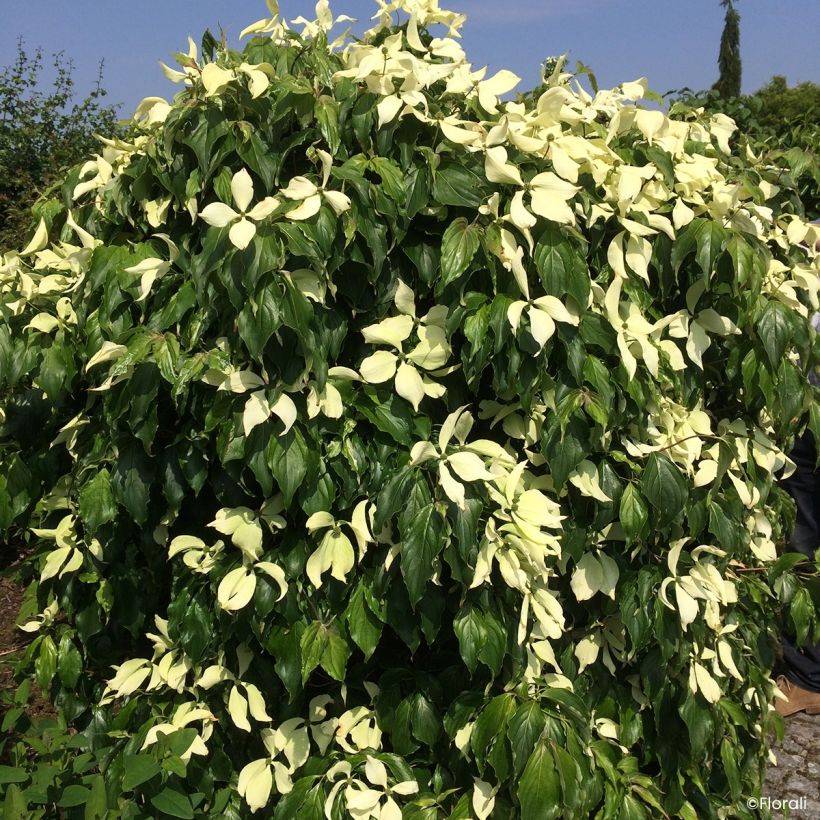Cornus kousa Watermelon Sugar - Cornejo japonés (Floración)