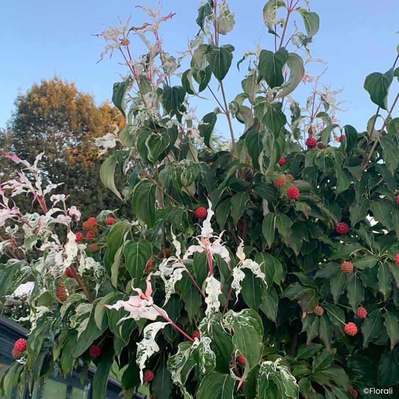 Cornus kousa Watermelon Sugar - Cornejo japonés (Porte)