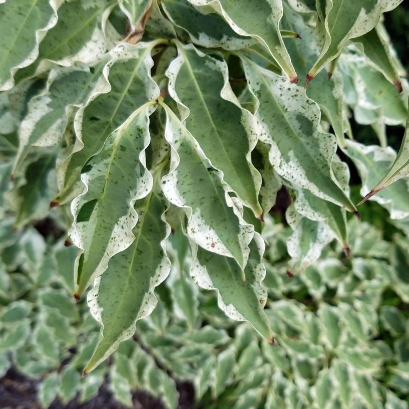 Cornus kousa Wolf Eyes (Follaje)