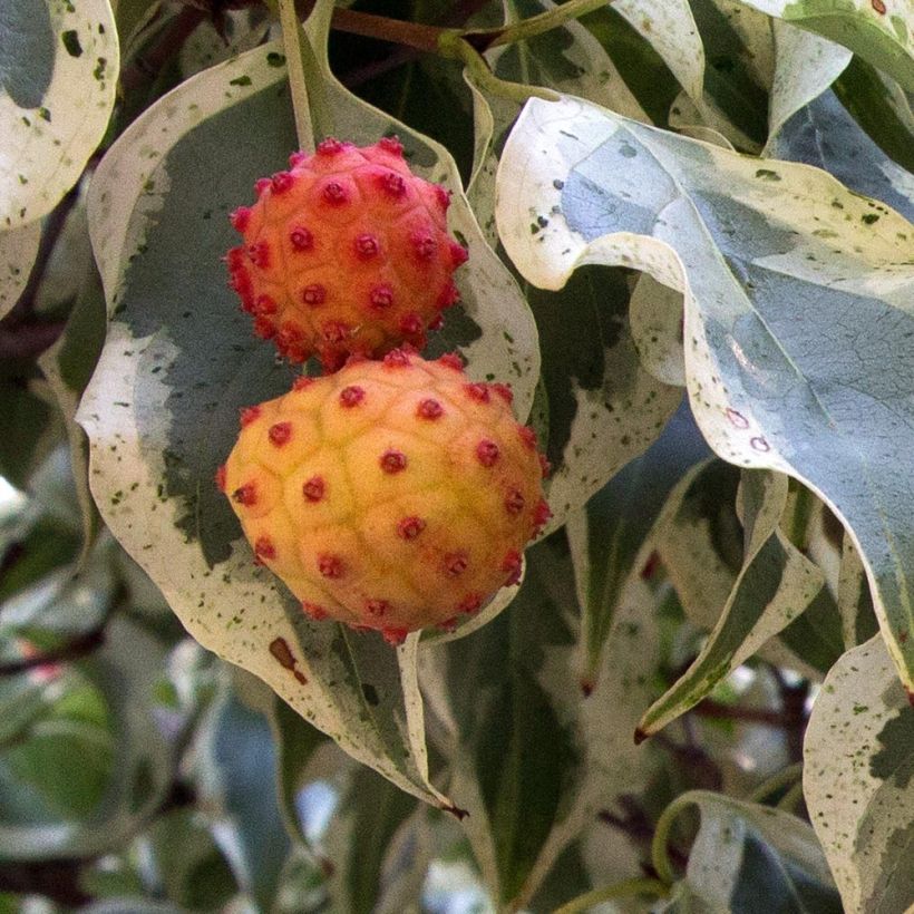 Cornus kousa Wolf Eyes (Cosecha)