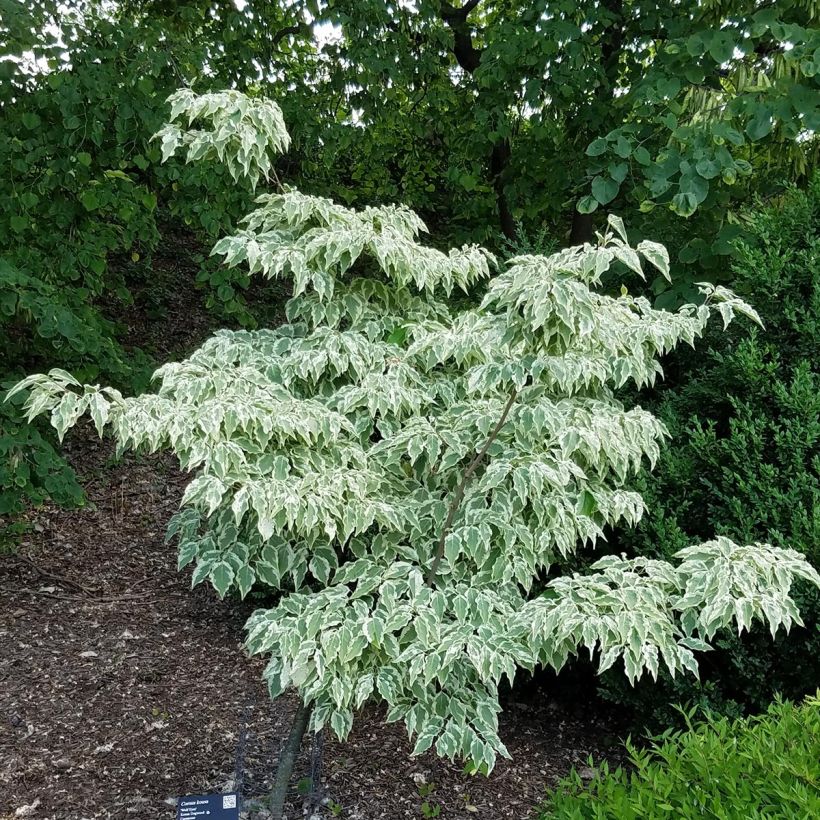 Cornus kousa Wolf Eyes (Porte)