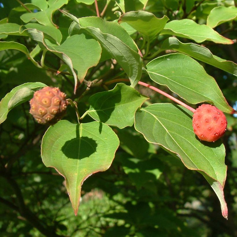 Cornus kousa Chinensis (Follaje)