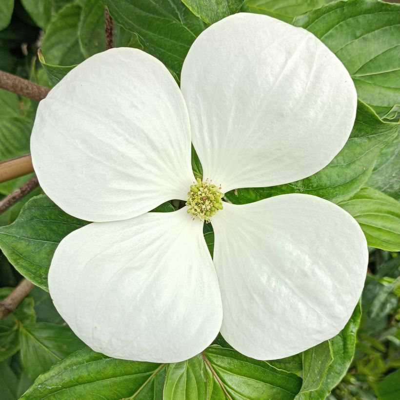 Cornus Venus (Floración)