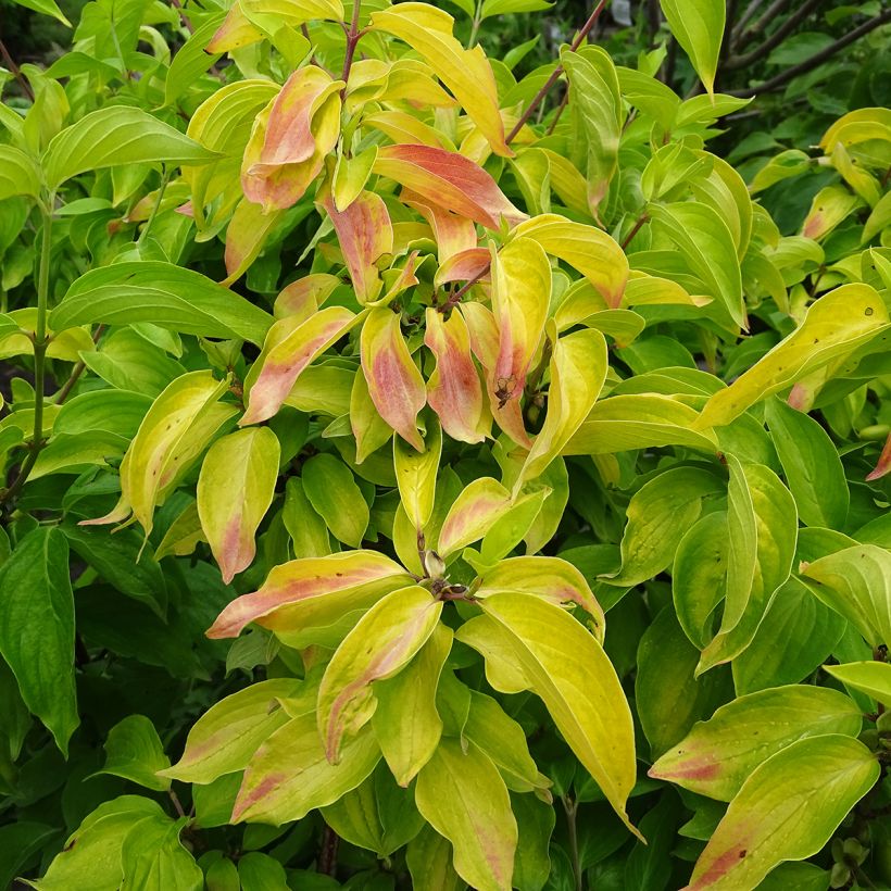 Cornejo macho Aurea - Cornus mas (Follaje)