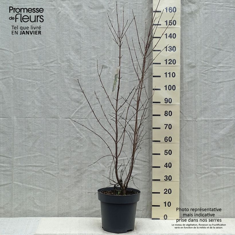 Cornus mas - Cornejo macho Maceta 12L/15L Ejemplar entregado en invierno