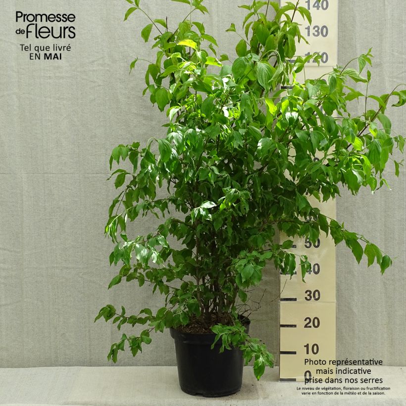 Cornus mas - Cornejo macho Maceta 12L/15L Ejemplar entregado en la primavera