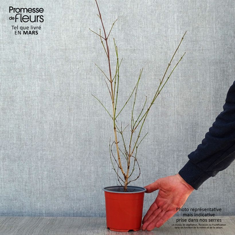Cornus mas - Cornejo macho Maceta 1,5L/2L Ejemplar entregado en invierno