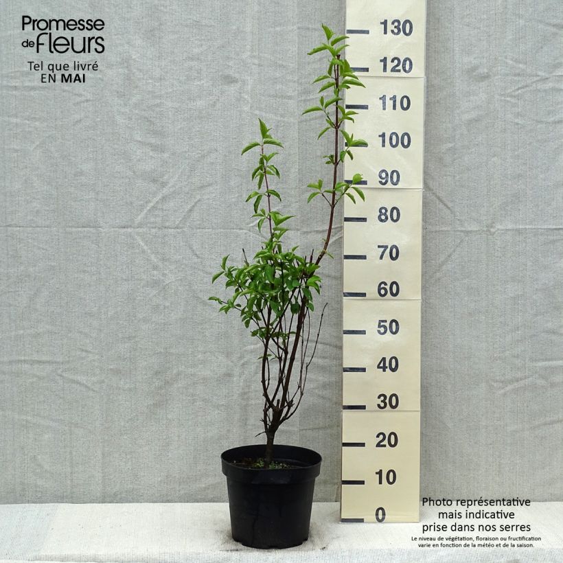 Cornus mas - Cornejo macho Maceta 7,5L/10L Ejemplar entregado en la primavera