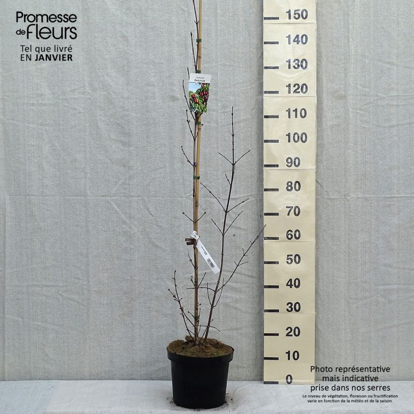 Cornejo macho Schönbrunner Gourmet Dirndl - Cornus mas Maceta 7,5L/10L Ejemplar entregado en invierno