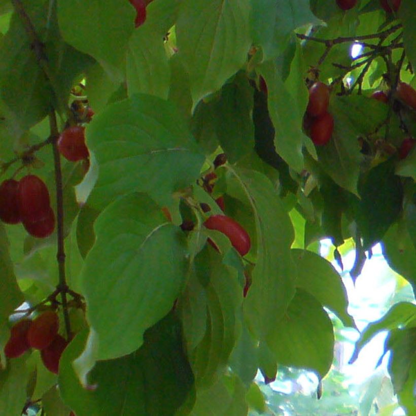 Cornus officinalis - Cornejo officinalis (Follaje)