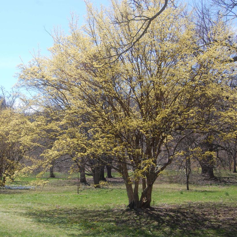 Cornus officinalis - Cornejo officinalis (Porte)