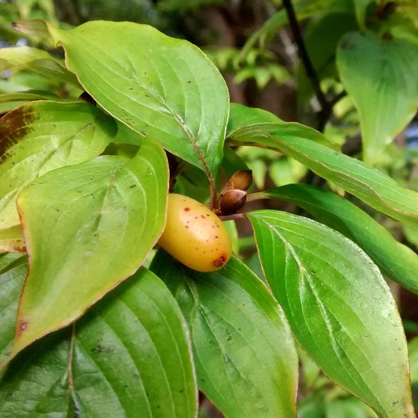 Cornus officinalis Robin's Pride - Cornejo officinalis (Follaje)