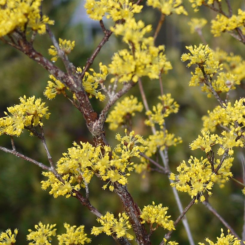 Cornus officinalis Robin's Pride - Cornejo officinalis (Floración)