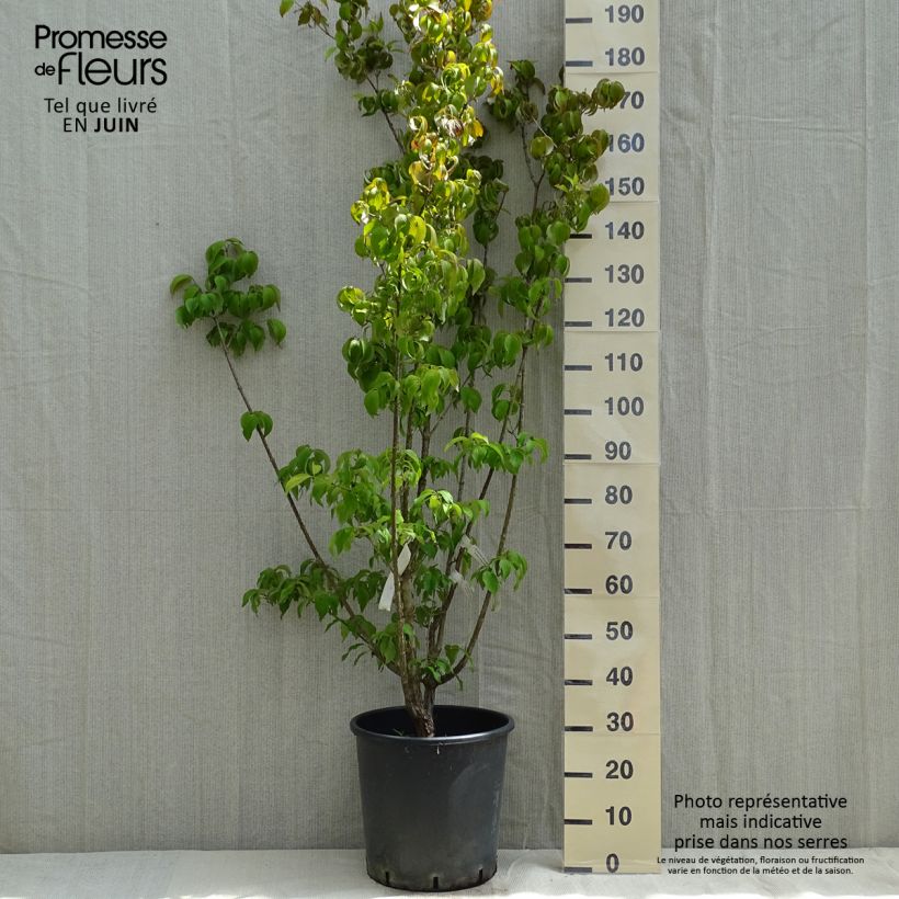 Cornus officinalis Robin's Pride - Cornejo officinalis Maceta 20L/25L Ejemplar entregado en la primavera