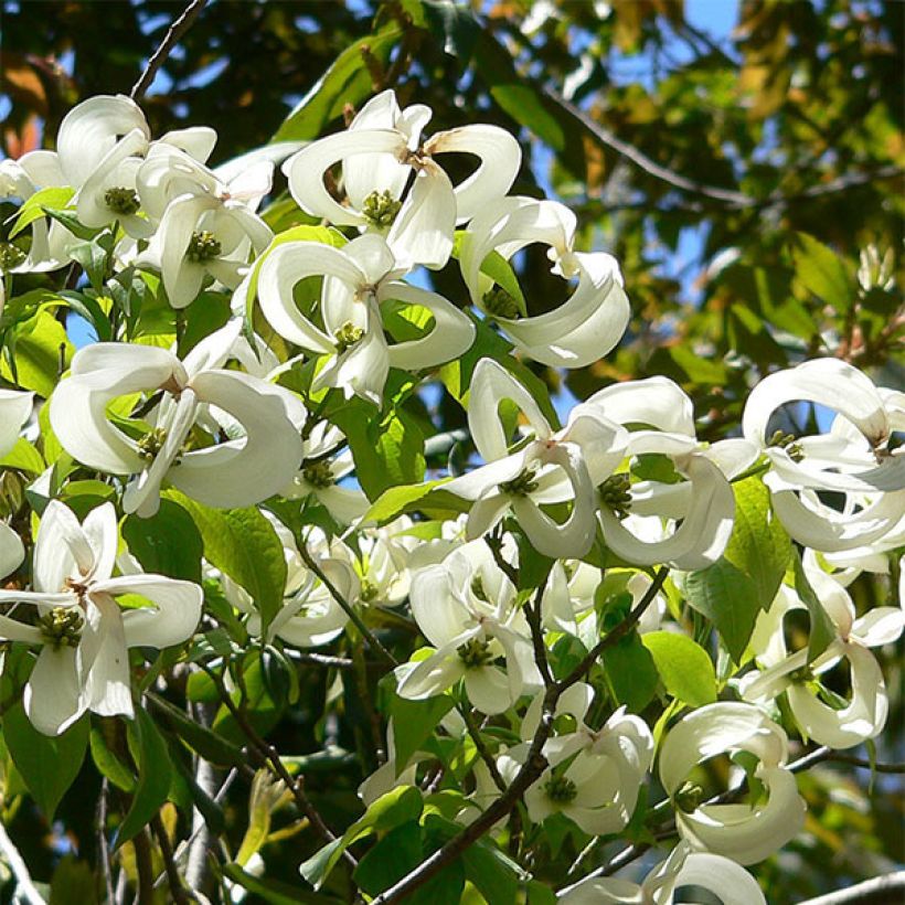 Cornus florida subsp. urbiniana - Cornejo florido (Floración)
