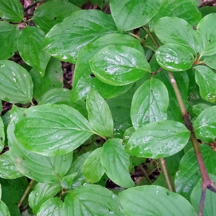 Cornus sanguinea - Cornejo rojo (Follaje)