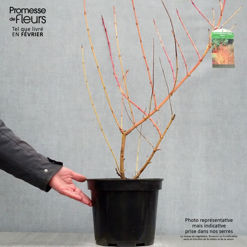 Cornus sanguinea Magic Flame - Cornejo rojo Maceta 7,5L/10L Ejemplar entregado en invierno